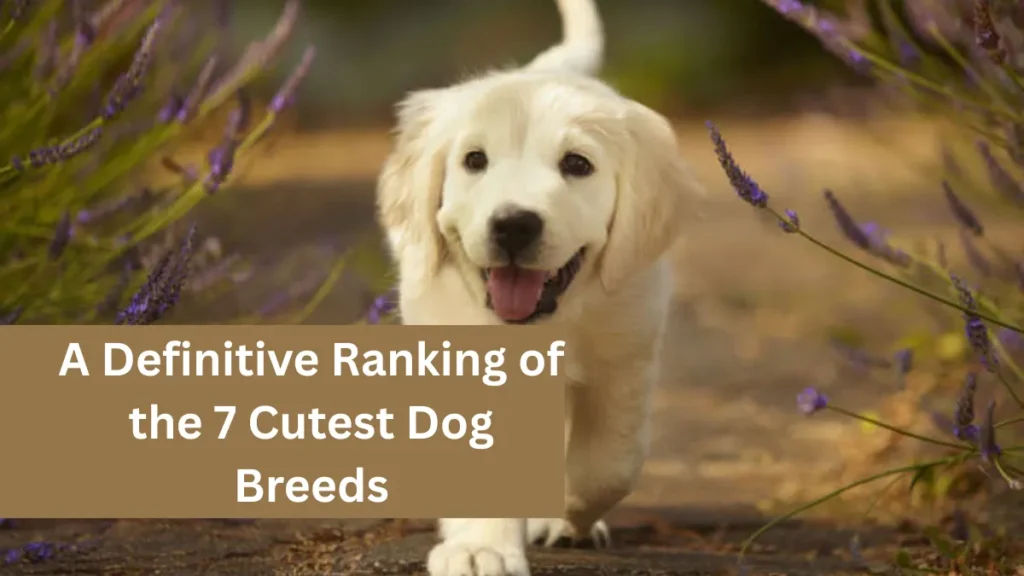 A Definitive Ranking of the 7 Cutest Dog Breeds