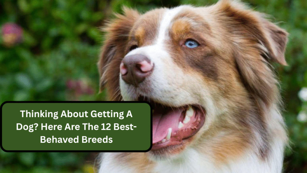 Thinking About Getting A Dog? Here Are The 12 Best-Behaved Breeds