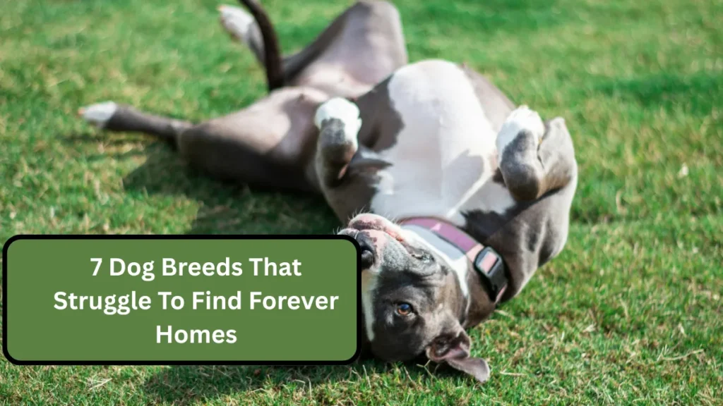 7 Dog Breeds That Struggle To Find Forever Homes
