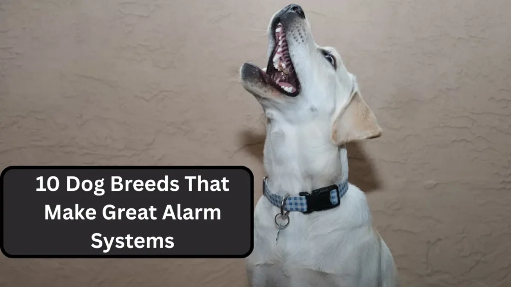 10 Dog Breeds That Make Great Alarm Systems