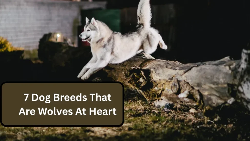 7 Dog Breeds That Are Wolves At Heart