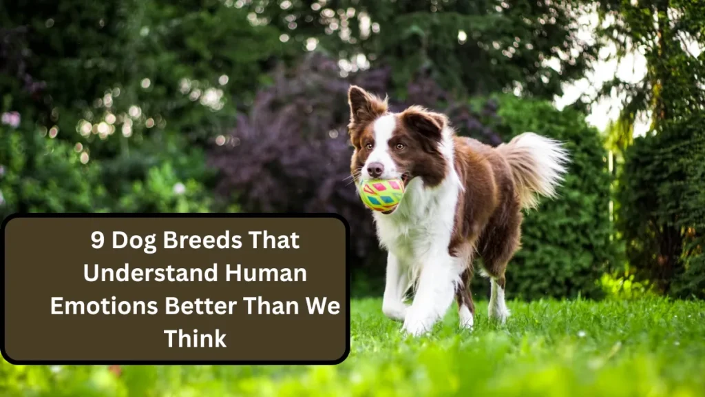 9 Dog Breeds That Understand Human Emotions Better Than We Think