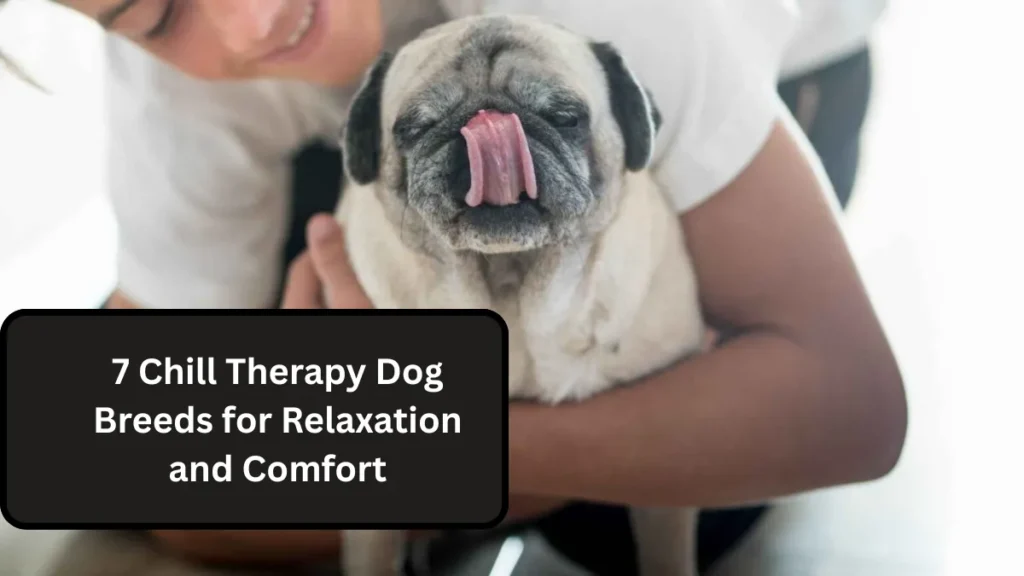 7 Chill Therapy Dog Breeds for Relaxation and Comfort