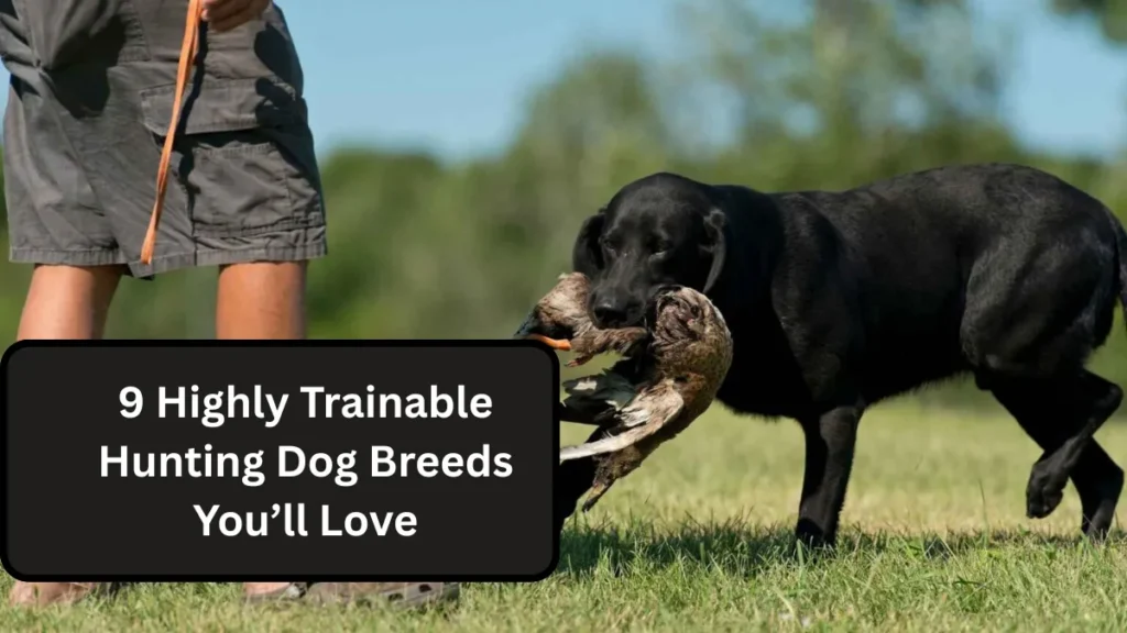 9 Highly Trainable Hunting Dog Breeds You’ll Love