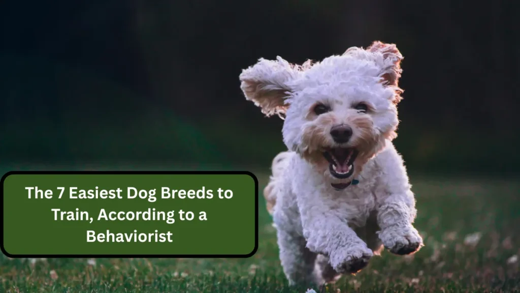 The 7 Easiest Dog Breeds to Train, According to a Behaviorist