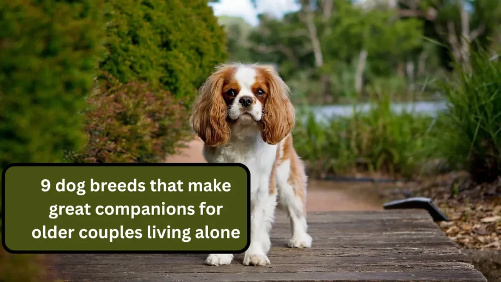 9 dog breeds that make great companions for older couples living alone