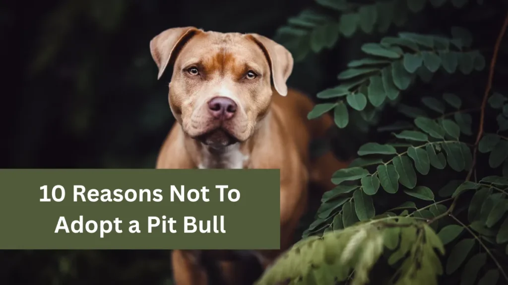 10 Reasons Not To Adopt a Pit Bull