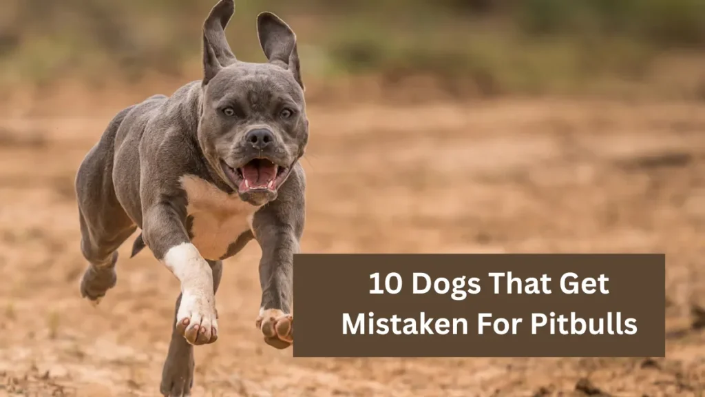 10 Dogs That Get Mistaken For Pitbulls