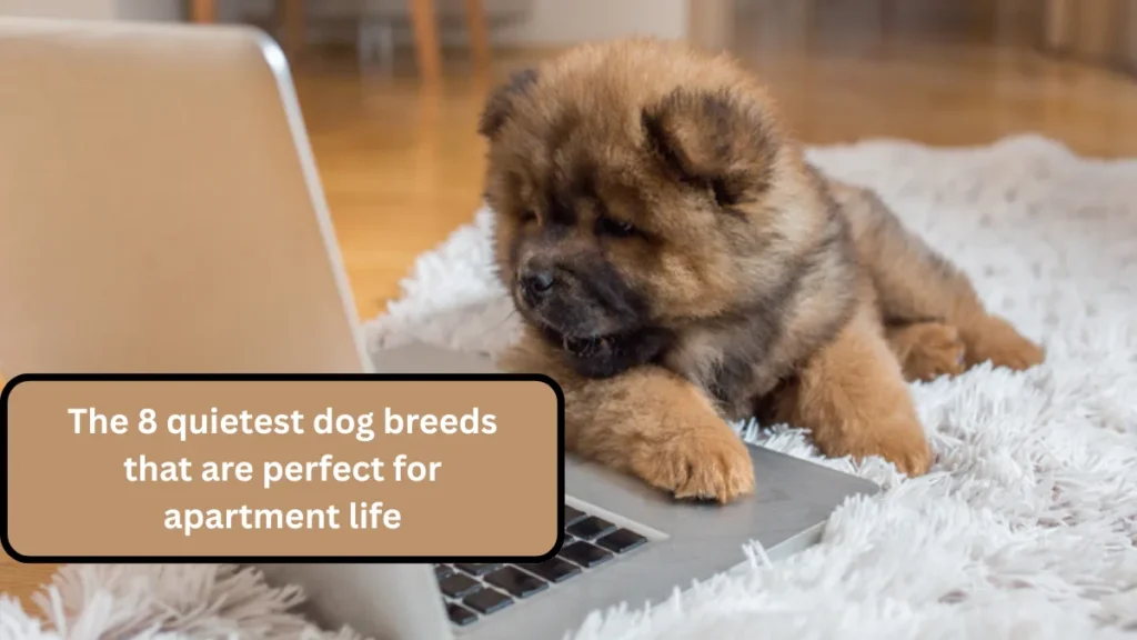 The 8 quietest dog breeds that are perfect for apartment life