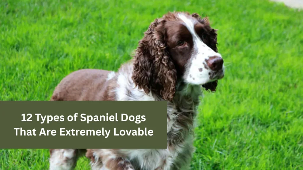 12 Types of Spaniel Dogs That Are Extremely Lovable