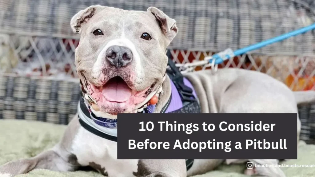 10 Things to Consider Before Adopting a Pitbull
