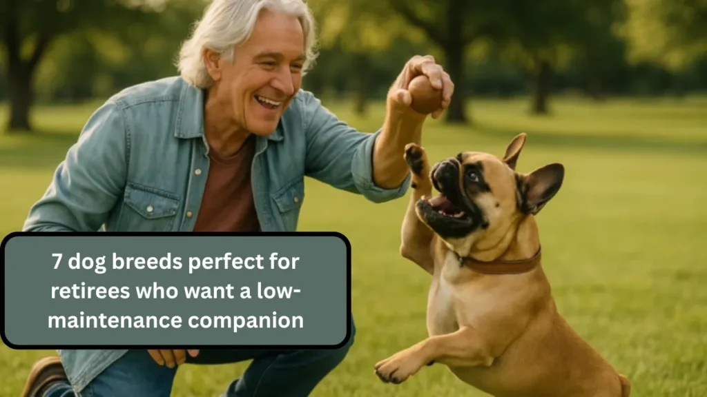 7 dog breeds perfect for retirees who want a low-maintenance companion