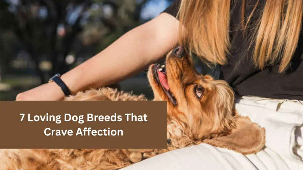 7 Loving Dog Breeds That Crave Affection