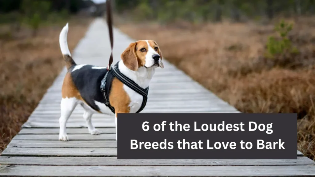 6 of the Loudest Dog Breeds that Love to Bark