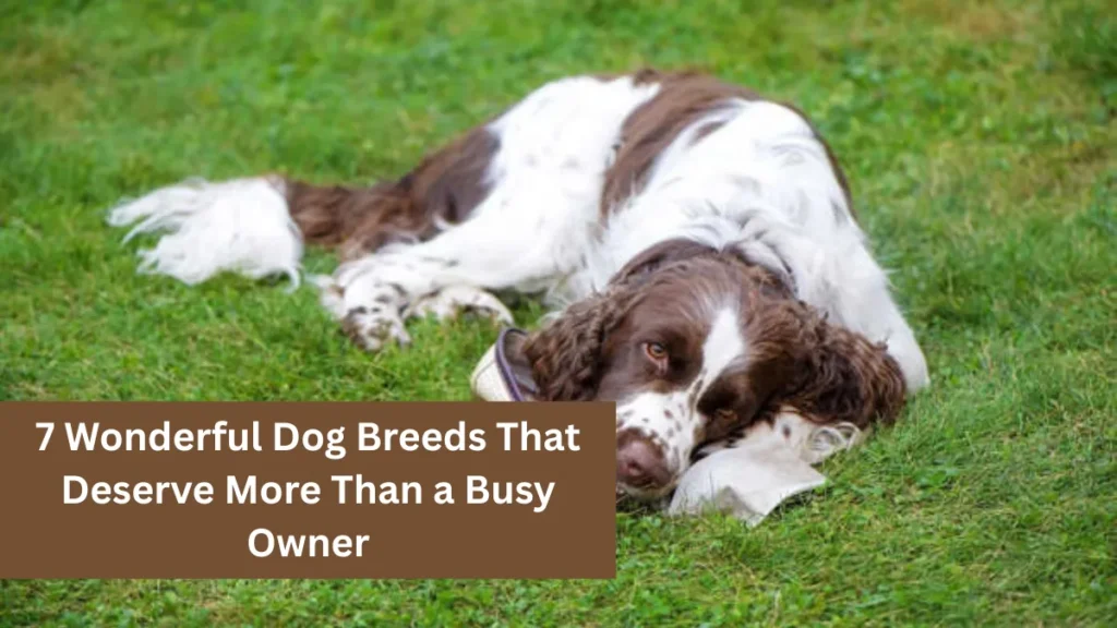 7 Wonderful Dog Breeds That Deserve More Than a Busy Owner