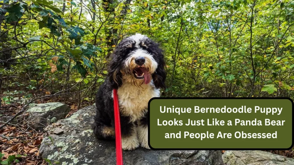 Unique Bernedoodle Puppy Looks Just Like a Panda Bear and People Are Obsessed