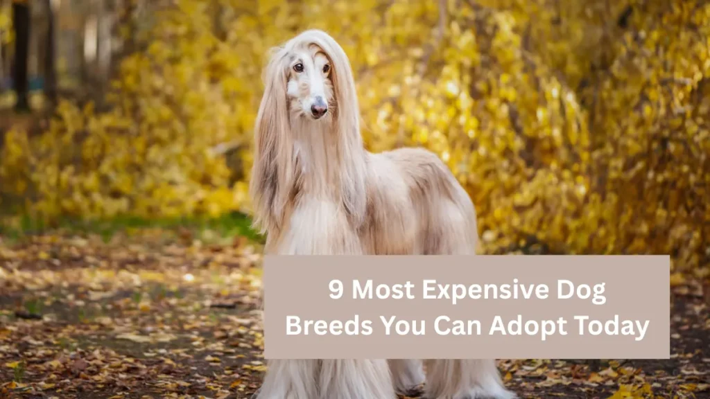 9 Most Expensive Dog Breeds You Can Adopt Today