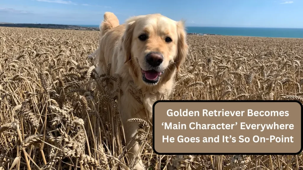 Golden Retriever Becomes ‘Main Character’ Everywhere He Goes and It’s So On-Point