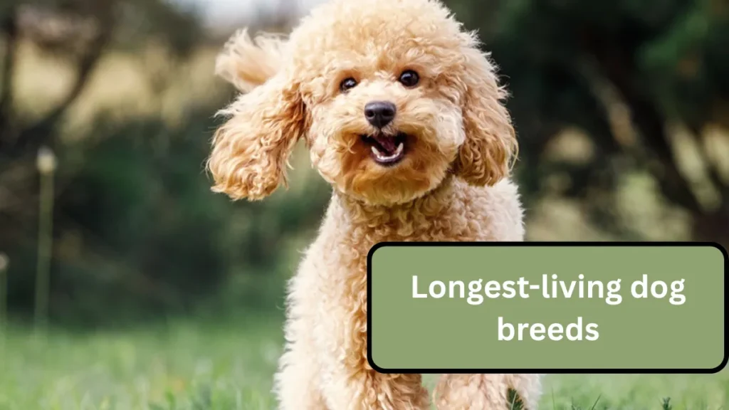Longest-living dog breeds