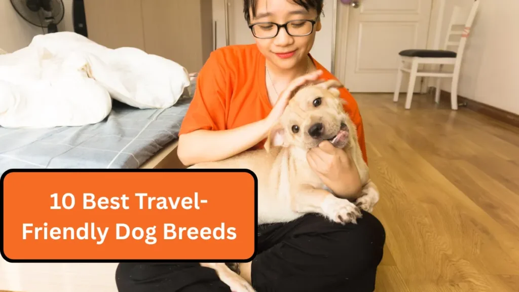 10 Best Travel-Friendly Dog Breeds