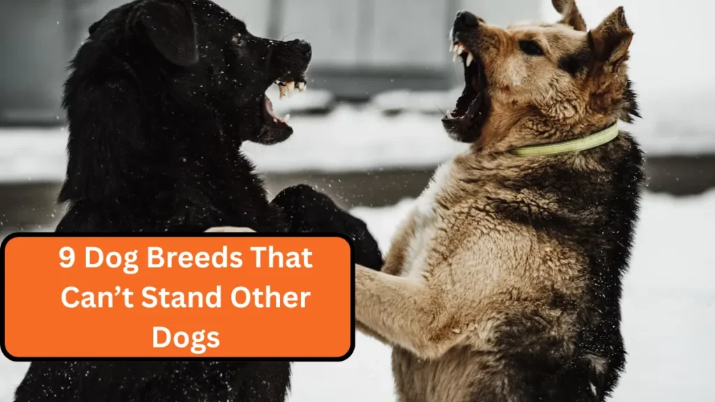 9 Dog Breeds That Can’t Stand Other Dogs