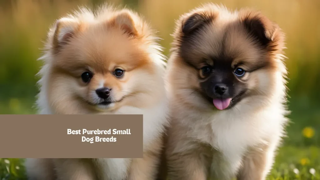 Purebred Small Dog Breeds