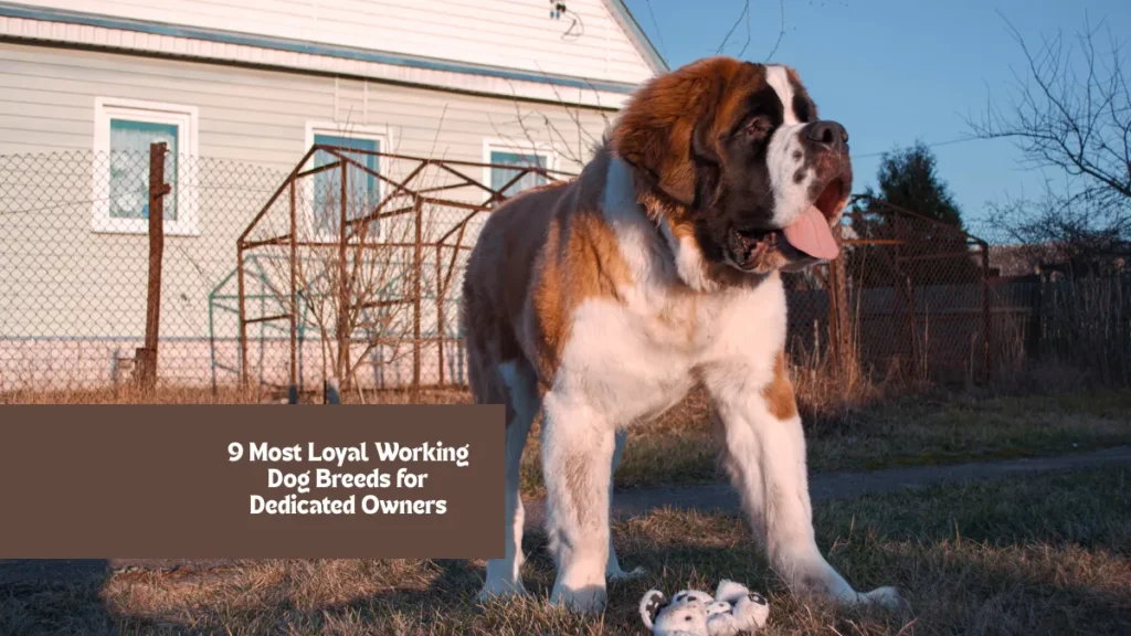 9 Most Loyal Working Dog Breeds for Dedicated Owners