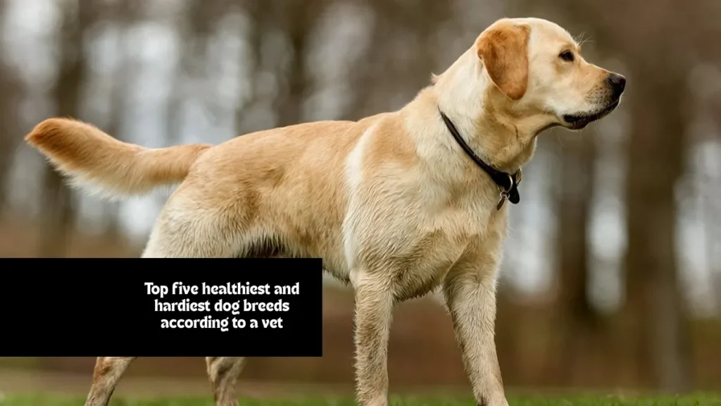 Top five healthiest and hardiest dog breeds according to a vet