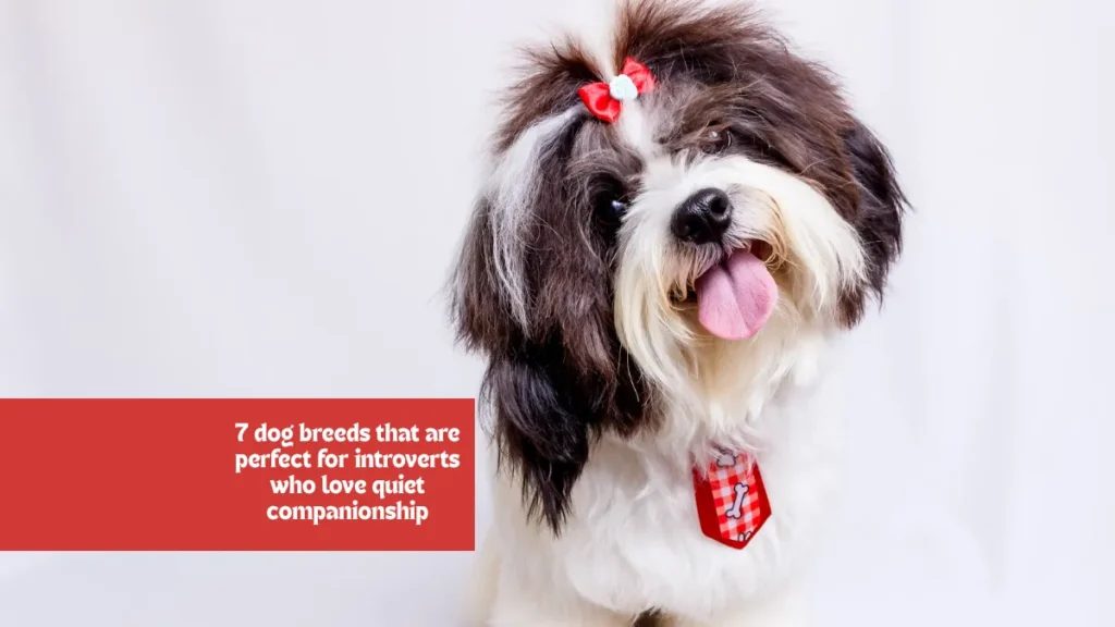 7 dog breeds that are perfect for introverts who love quiet companionship