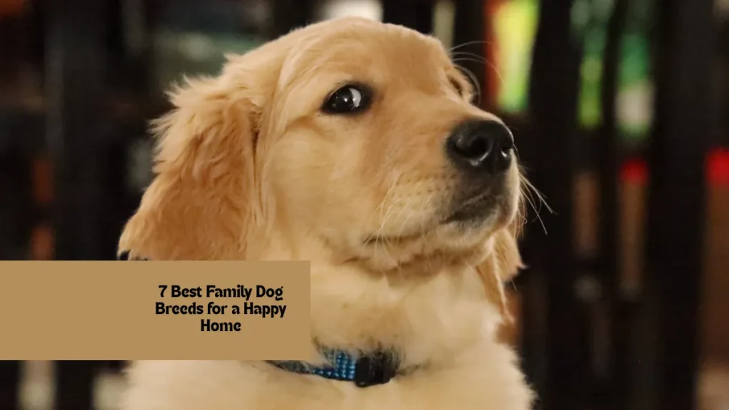 7 Best Family Dog Breeds for a Happy Home
