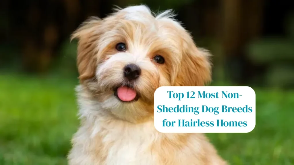 Top 12 Most Non-Shedding Dog Breeds for Hairless Homes