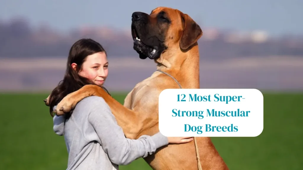 12 Most Super-Strong Muscular Dog Breeds