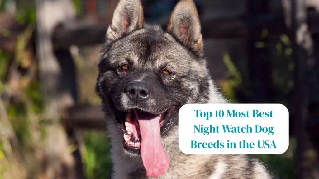 Top 10 Most Best Night Watch Dog Breeds in the USA