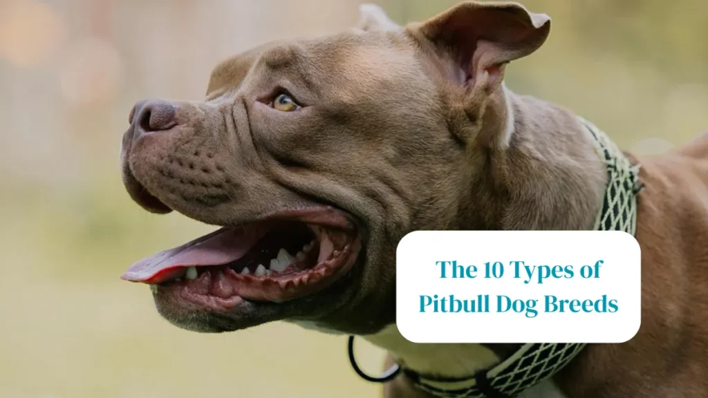 The 10 Types of Pitbull Dog Breeds