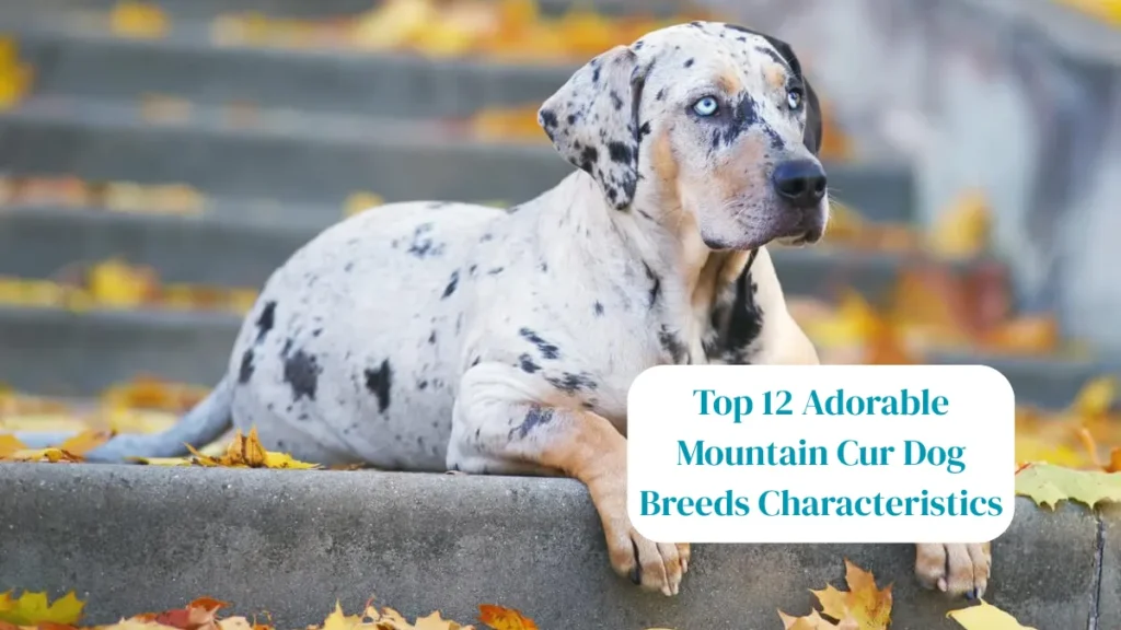 Top 12 Adorable Mountain Cur Dog Breeds Characteristics
